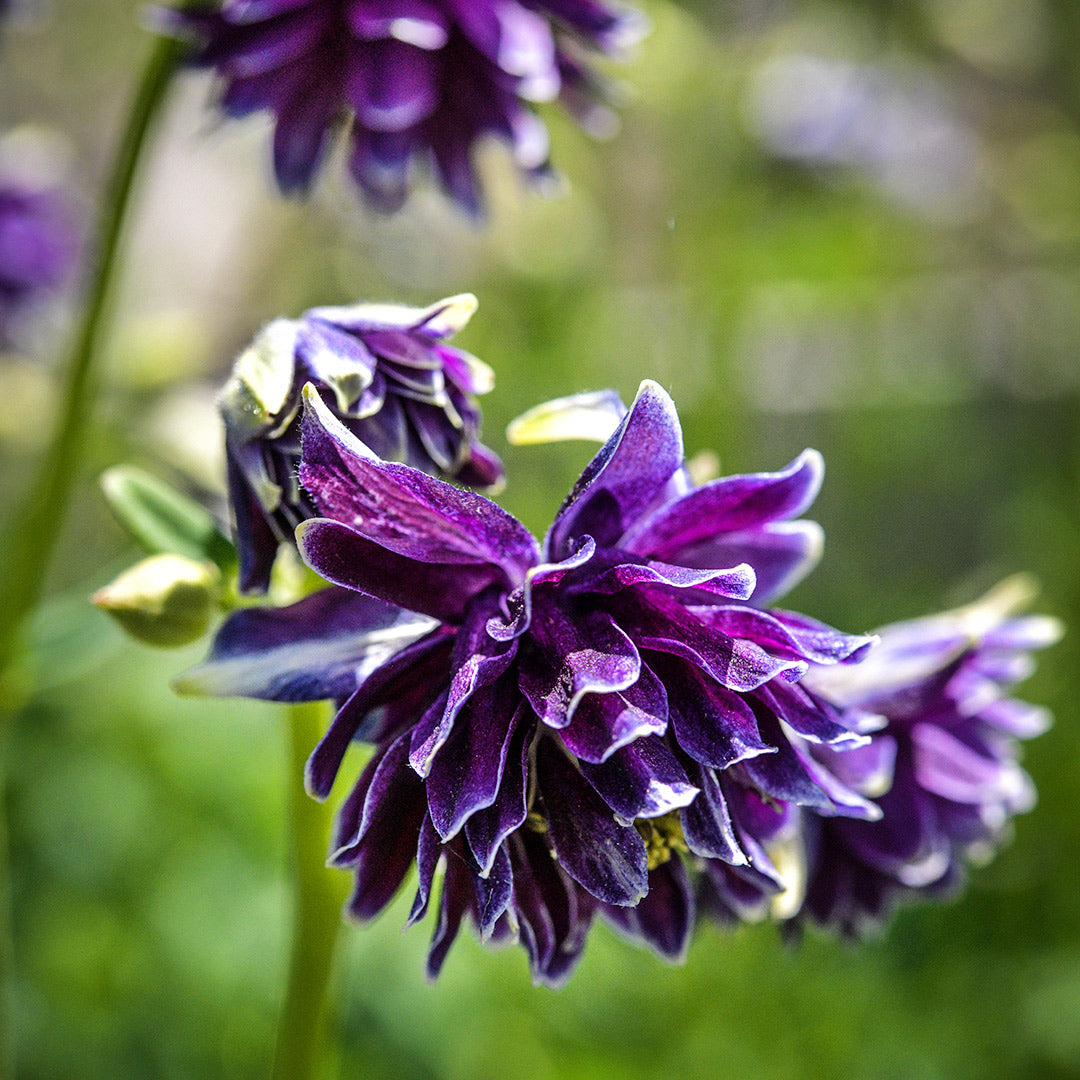 Barlow Double Columbine flowers blooming in the garden at Baker Creek.