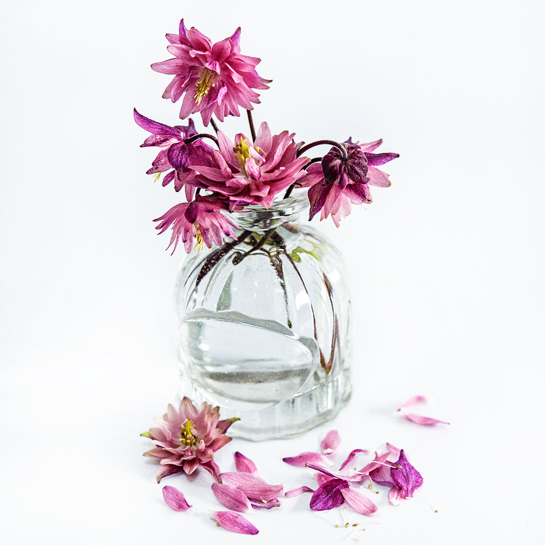 Several Rose Barlow Columbine flowers arranged in small glass vase with petals on a white background.