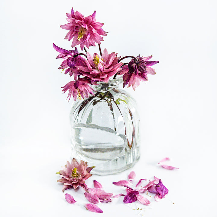 Several Rose Barlow Columbine flowers arranged in small glass vase with petals on a white background.