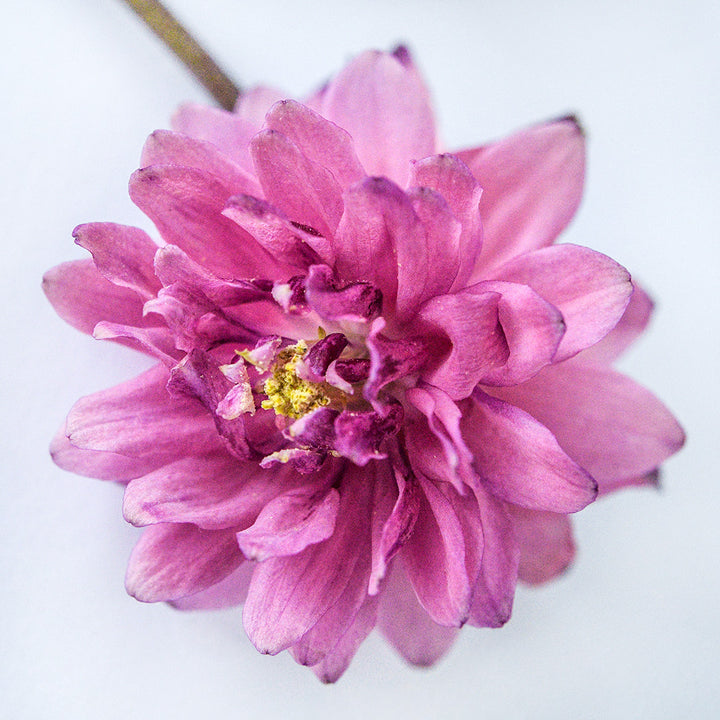 A close-up of a single Rose Barlow Columbine flower blooming on a white background.