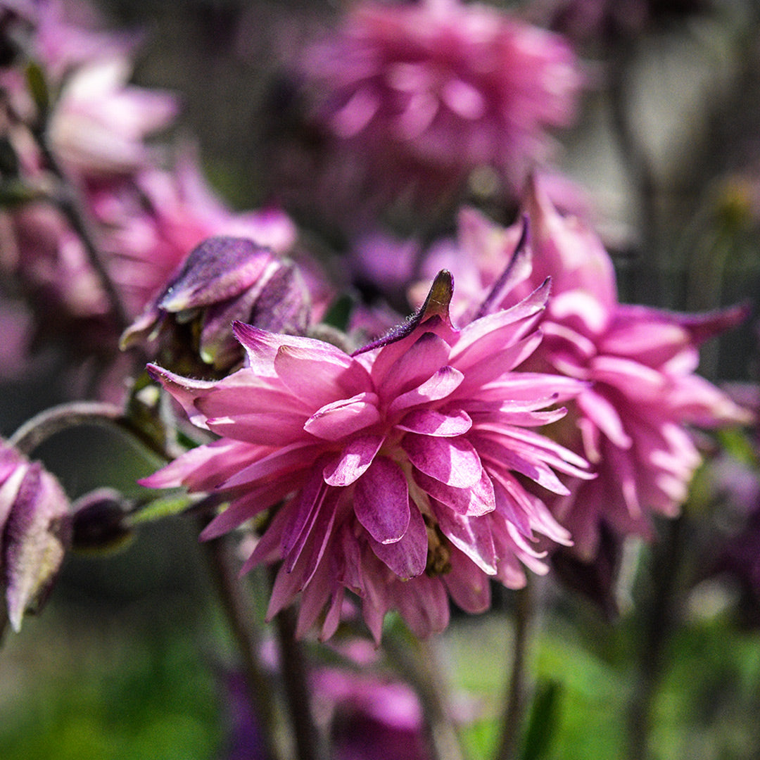 Rose Barlow Columbine flowers bloom profusely on the plants in the Baker Creek trial gardens.