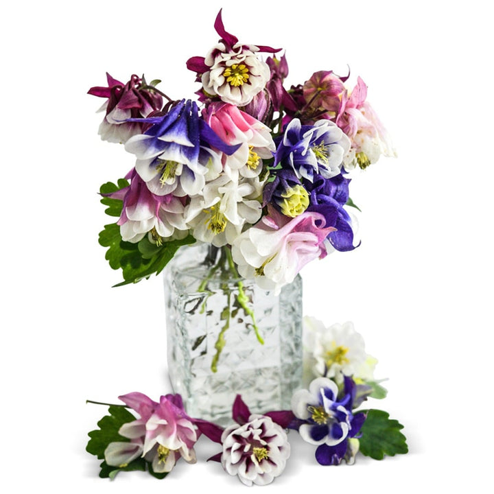 Double mixed columbine flowers in a glass vase on a white background