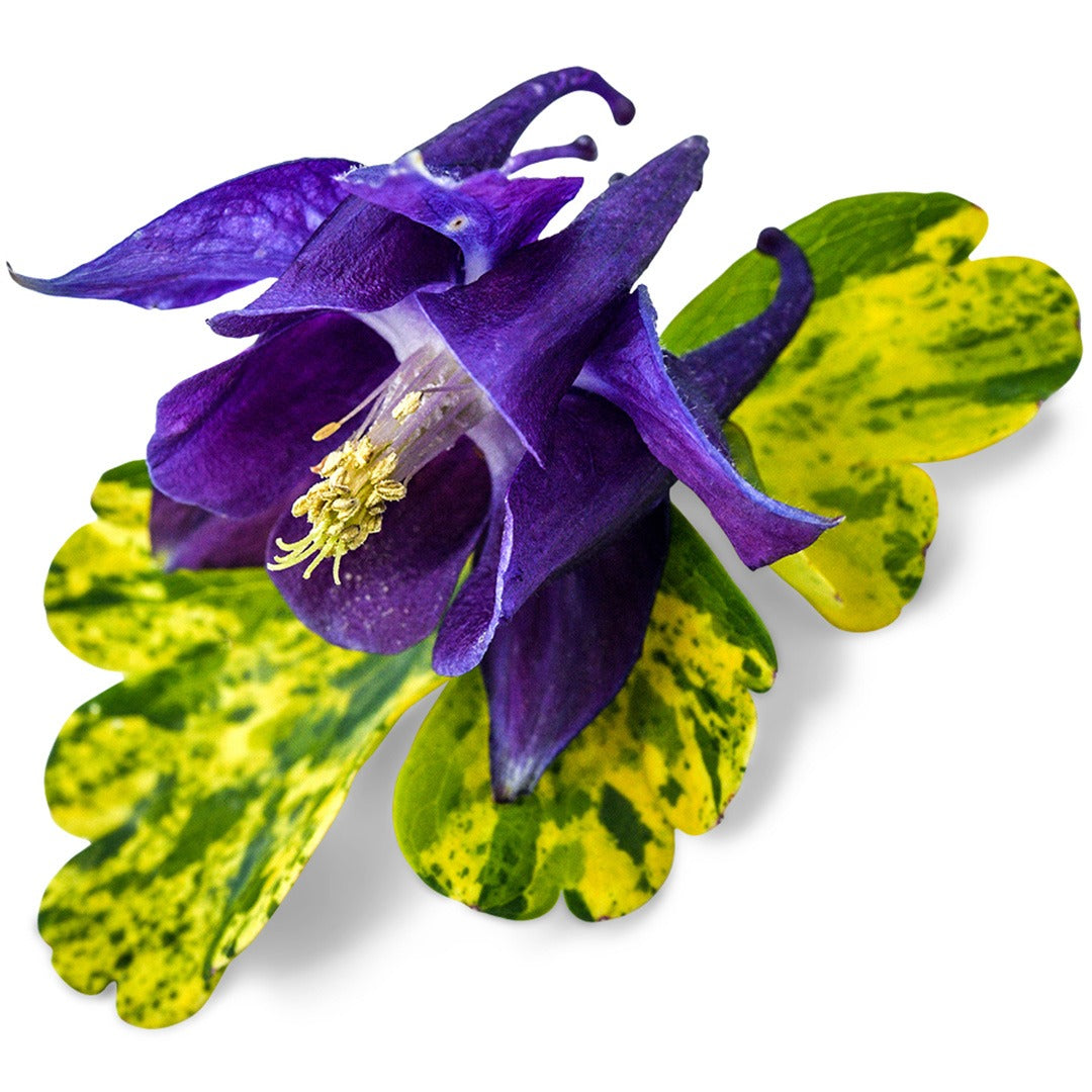 Columbine Seeds, Leprechaun Gold