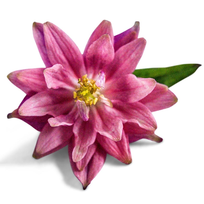 Close up of Rose Barlow Columbine on a white background.