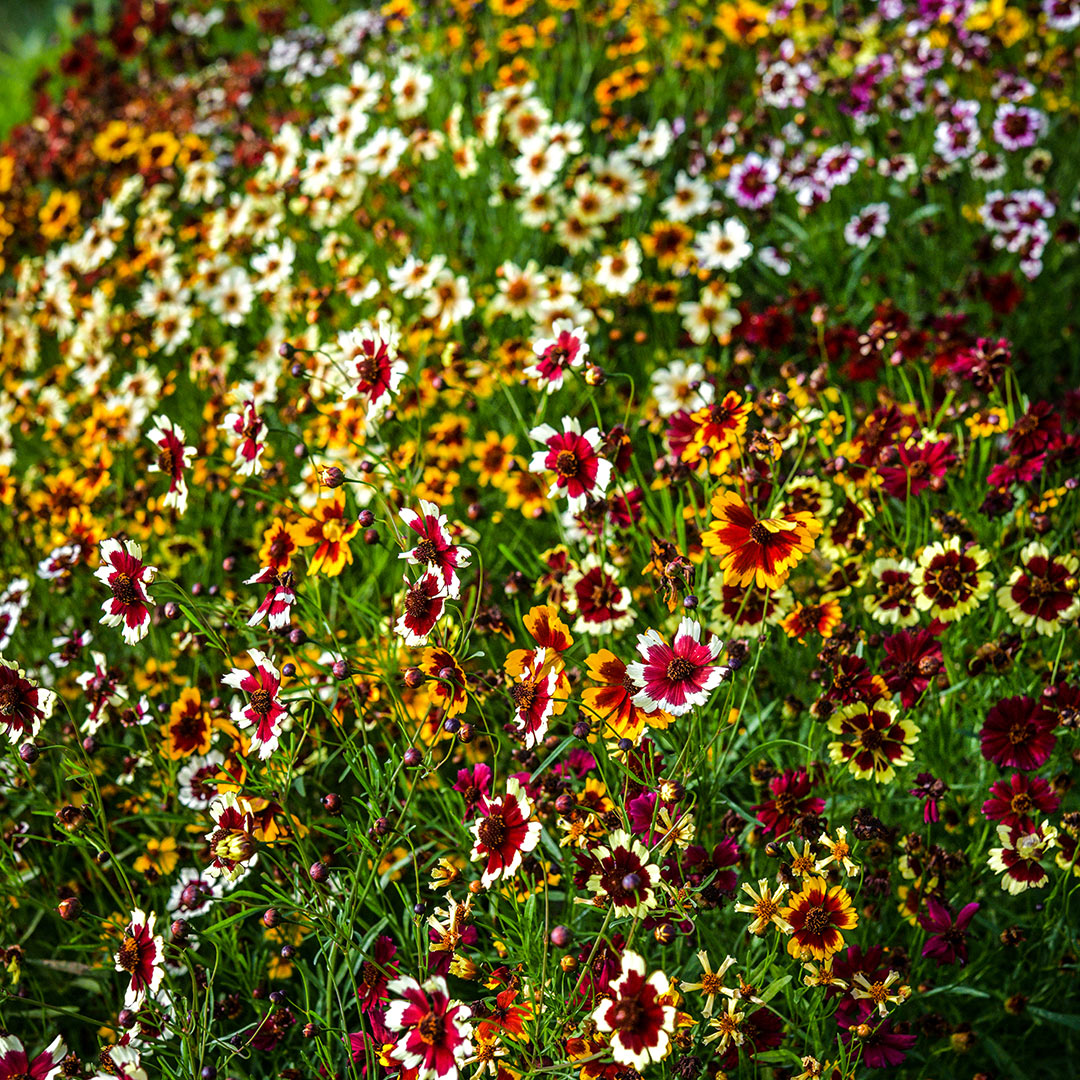 Incredible Dwarf Mix Coreopsis blooming in the trial gardens at Baker Creek.