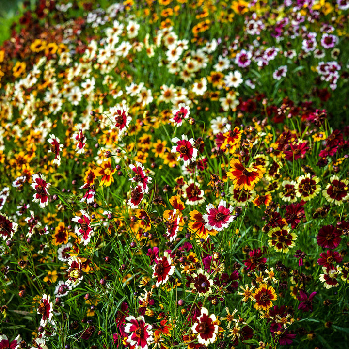 Incredible Dwarf Mix Coreopsis blooming in the trial gardens at Baker Creek.
