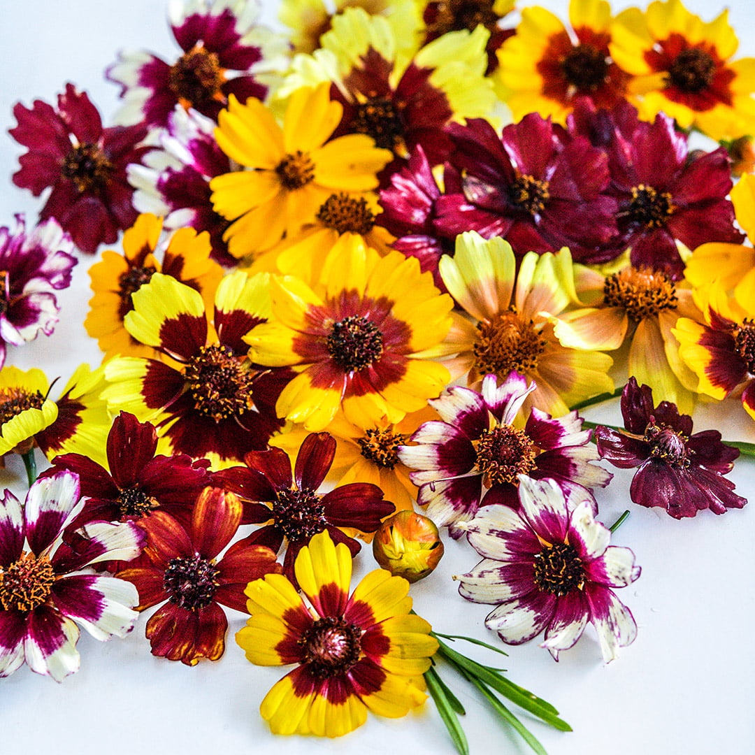 A close-up view of Incredible Dwarf Mix Coreopsis flowers on a white background.