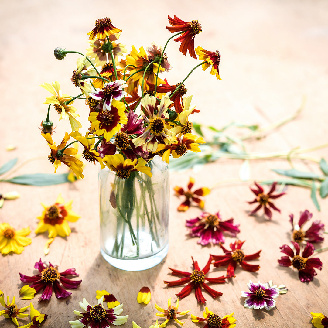 A small glass bottle full of Incredible Dwarf Mix Coreopsis flowers on a wooden background.