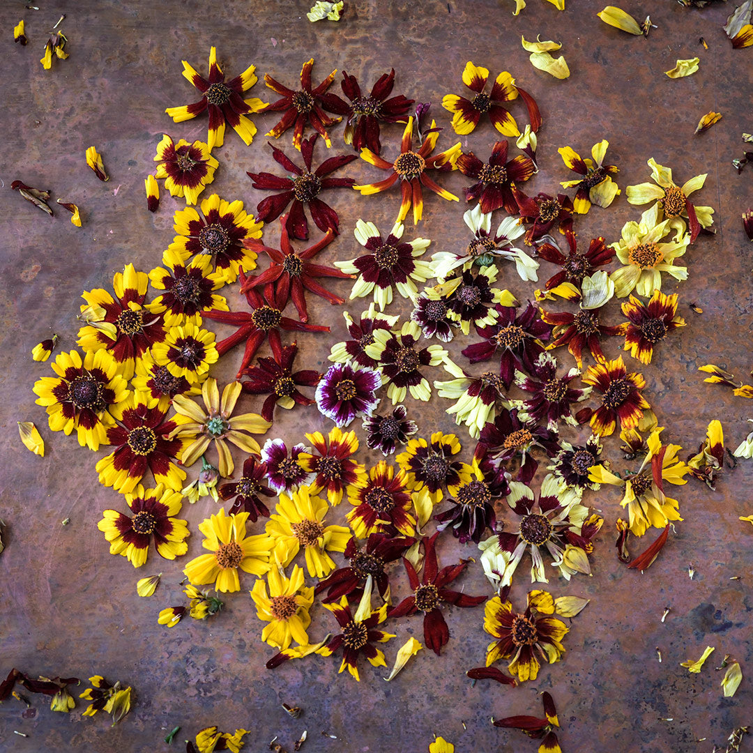 Incredible Dwarf Mix Coreopsis arranged in a circle on a copper background.