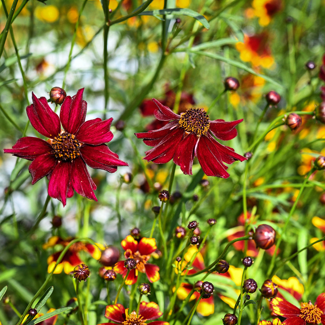 Incredible Dwarf Mix Coreopsis growing the gardens at Baker Creek.