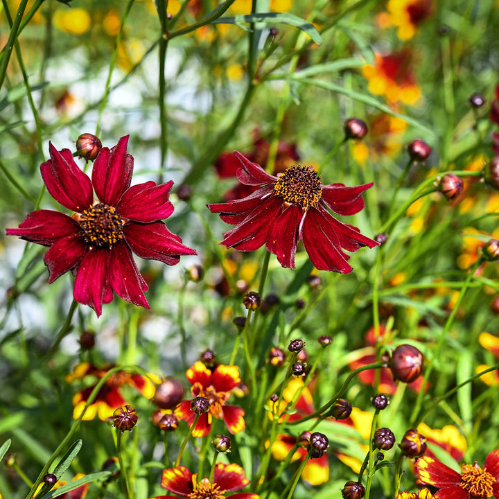 Incredible Dwarf Mix Coreopsis growing the gardens at Baker Creek.