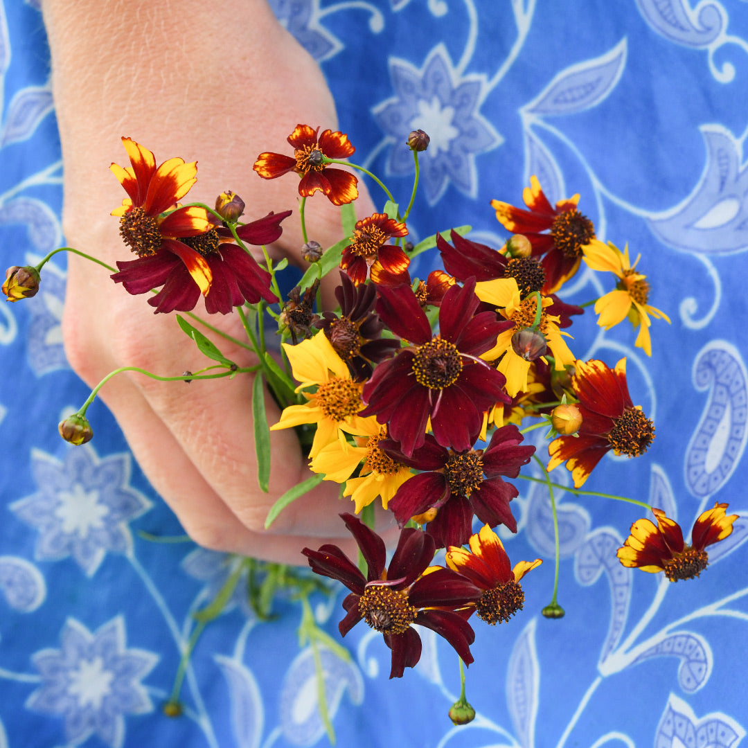 A woman holding a small posey of Incredible Dwarf Mix Coreopsis against her bright paisley blue skirt.