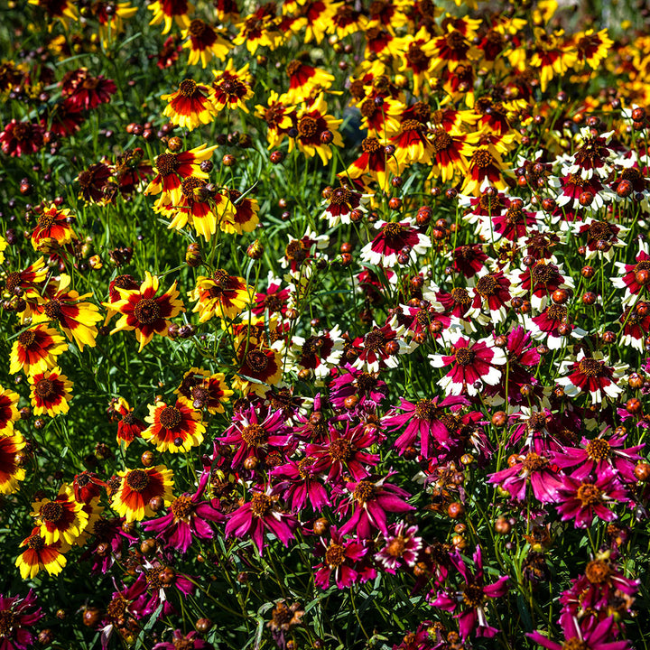 Incredible Dwarf Mix Coreopsis abundantly blooming in the gardens at Baker Creek.