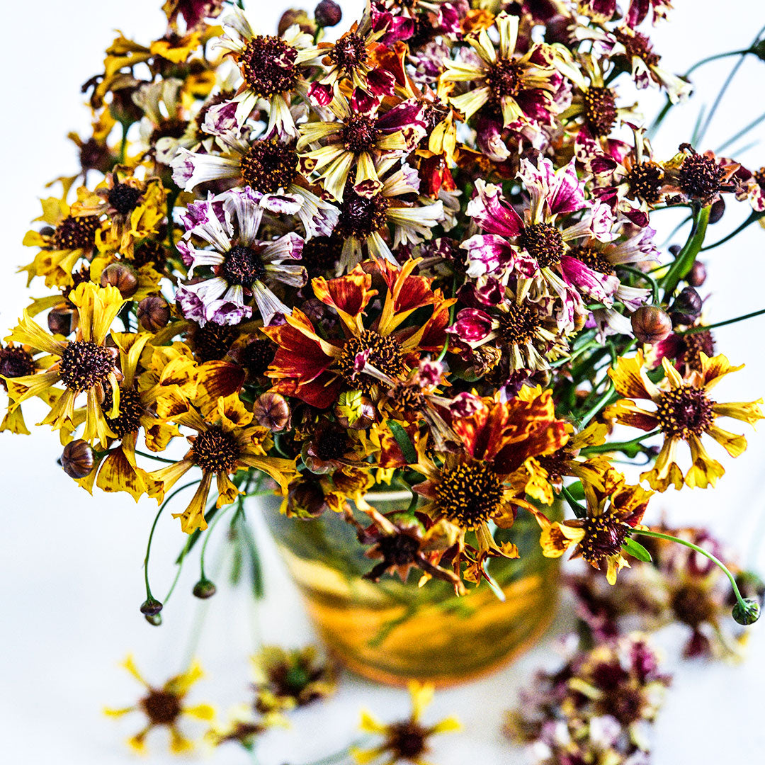 A bouquet of Incredible Sea Shells Mix Coreopsis in a vase.
