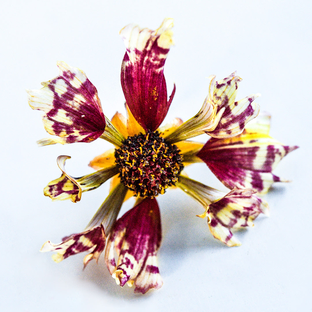 A close-up macro view of a single flower from the Incredible Sea Shells Mix Coreopsis on a white background.
