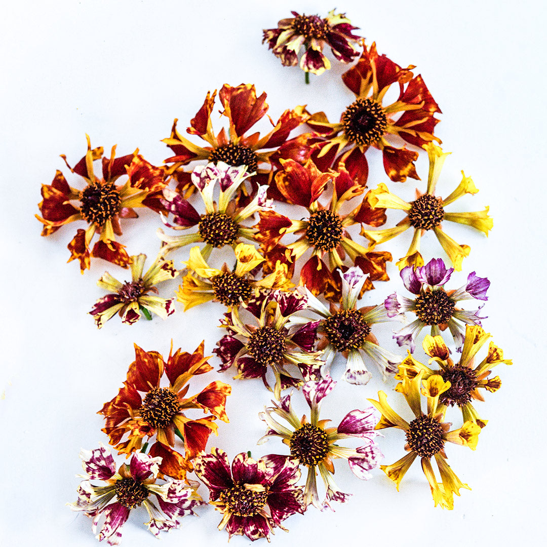 Incredible Sea Shells Mix Coreopsis arranged on a white background.