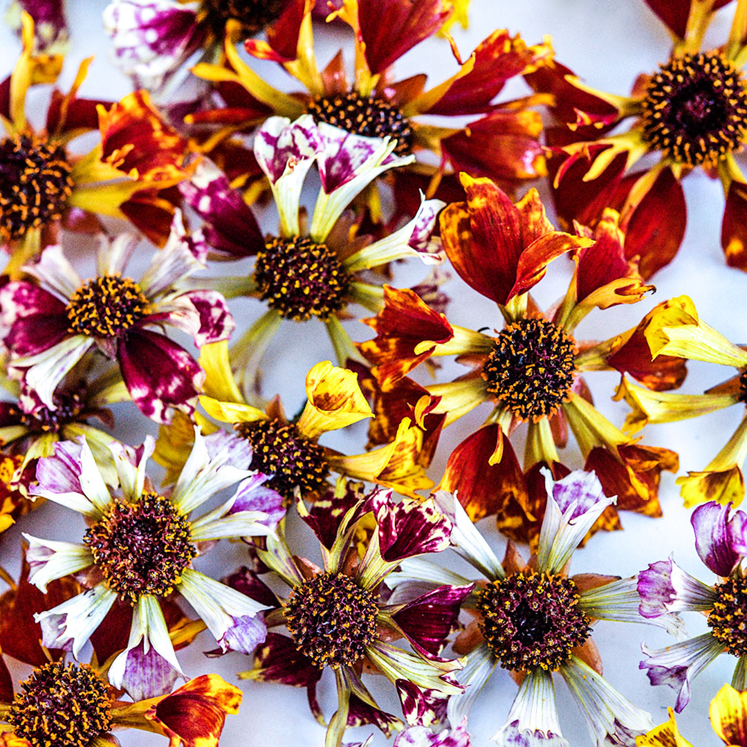 A close-up macro view of several different blooms in the Incredible Sea Shells Mix Coreopsis.
