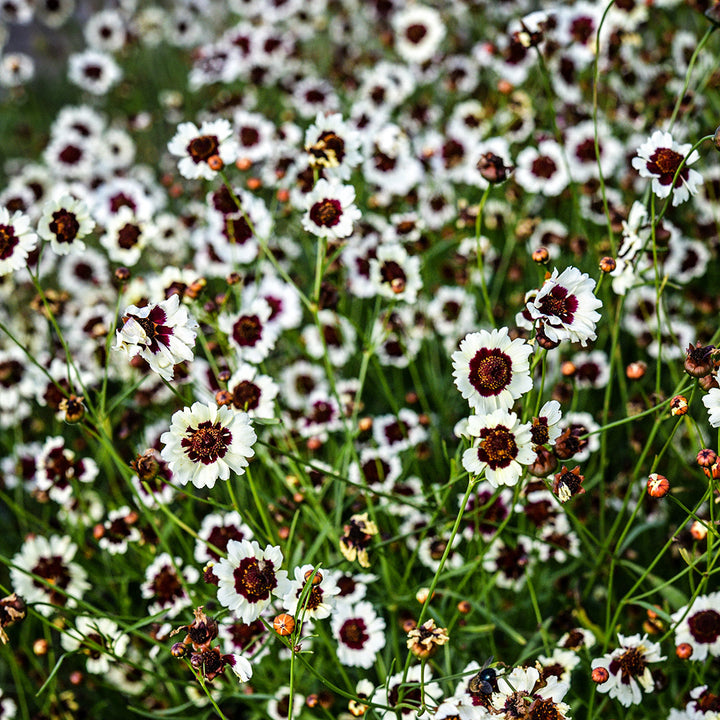 Incredible Swirl Coreopsis growing in the gardens at Baker Creek.
