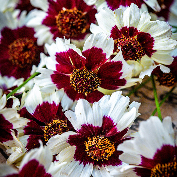 A close-up macro view of Incredible Swirl Coreopsis.