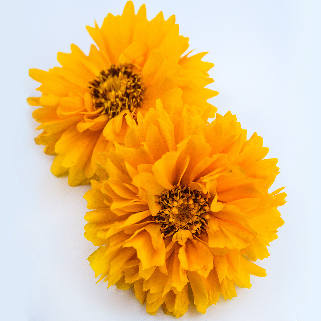 A couple of Yellow Fully Double Coreopsis flowers on a light white background.