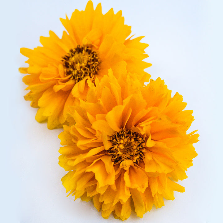 A couple of Yellow Fully Double Coreopsis flowers on a light white background.