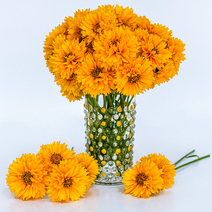 Yellow Fully Double Coreopsis arranged in a glass with blooms on a white background.