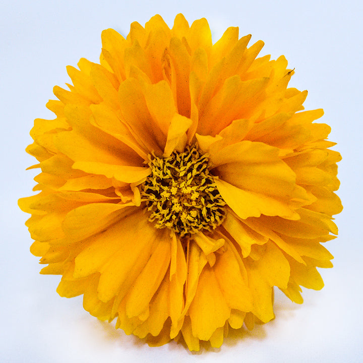 Front close-up view of a single Yellow Fully Double Coreopsis flower on white.