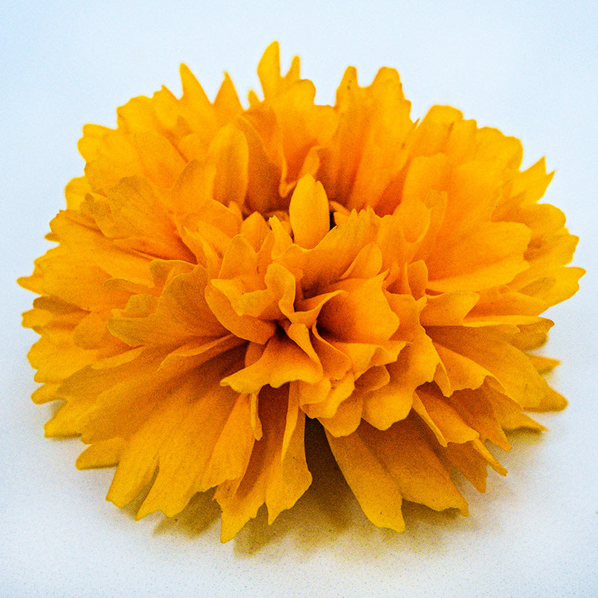 Side close-up view of a single Yellow Fully Double Coreopsis flower on white.