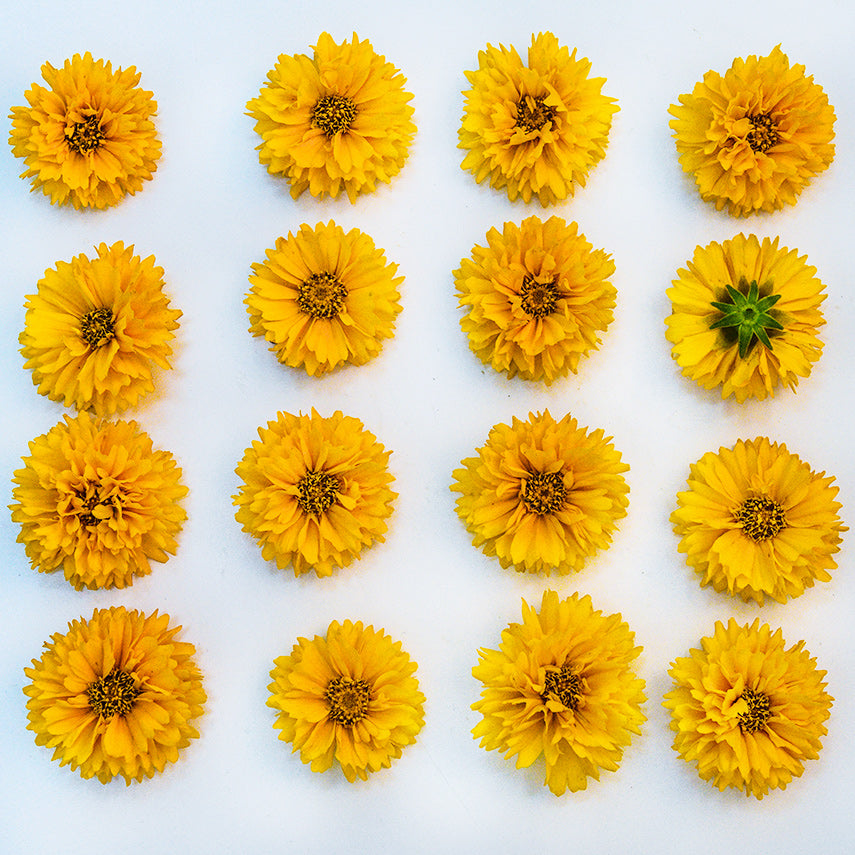 Sixteen Yellow Fully Double Coreopsis blooms arranged in a square on a white background.