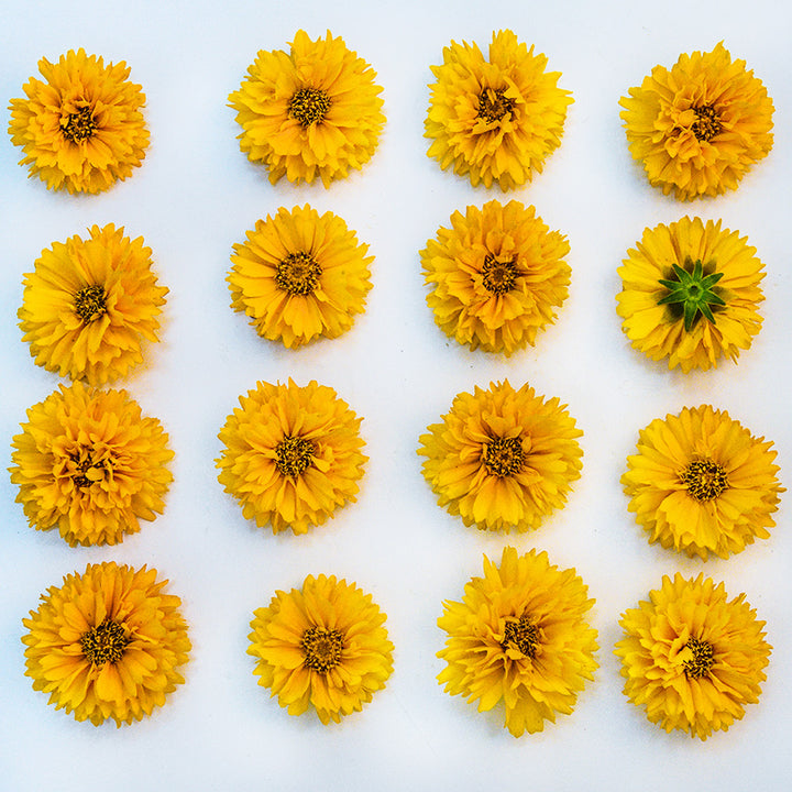 Sixteen Yellow Fully Double Coreopsis blooms arranged in a square on a white background.