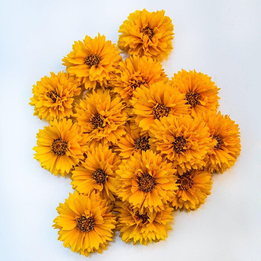 Yellow Fully Double Coreopsis flowers arranged on white background.