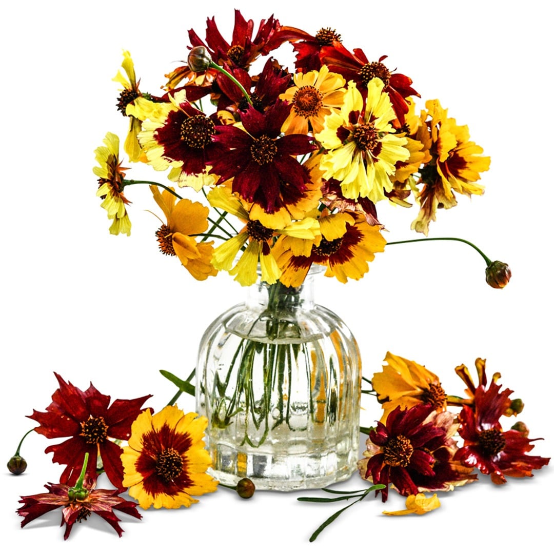 Bouquet of Coreopsis Dwarf Mix flowers in a clear vase with flowers scattered around on a white background