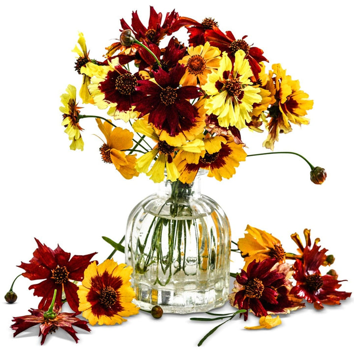 Bouquet of Coreopsis Dwarf Mix flowers in a clear vase with flowers scattered around on a white background