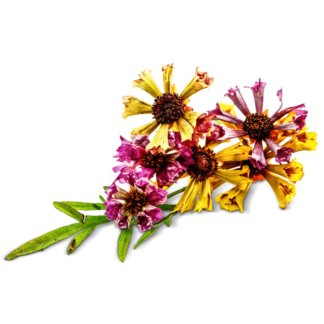 Coreopsis Incredible Sea Shells mix on a white background