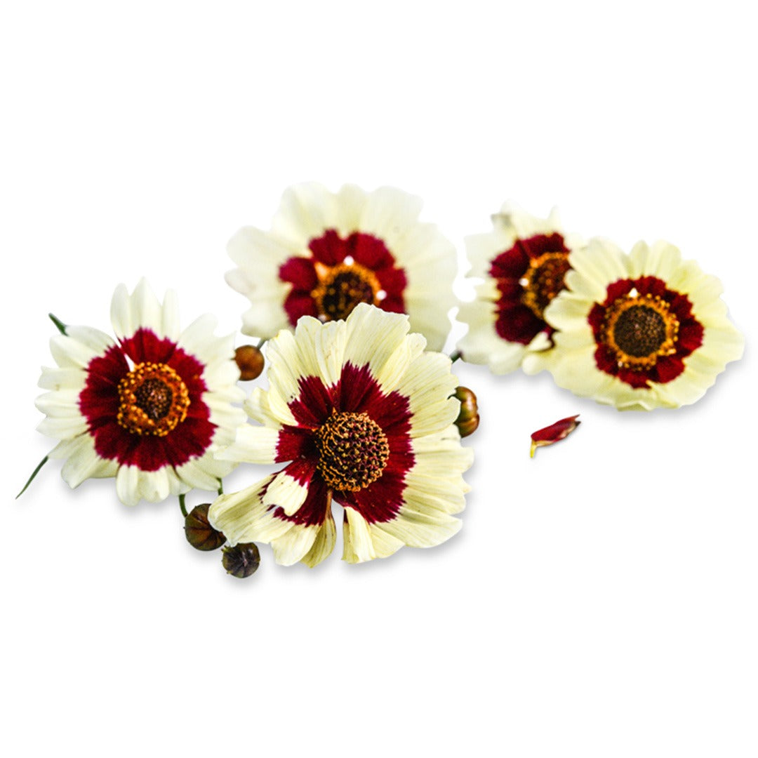 Coreopsis Incredible Swirl flowers on a white background