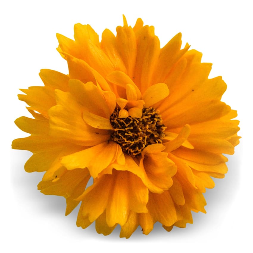 Front close-up view of a single Yellow Fully Double Coreopsis flower on white.