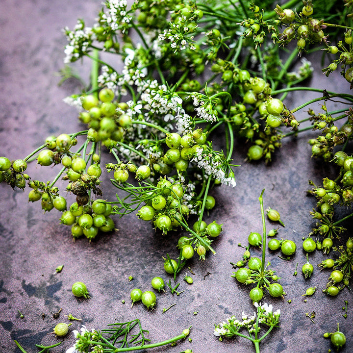 An extreme close-up of Indian Coriander blooms and seeds on brown background.