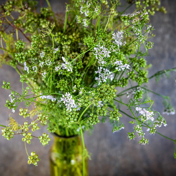 Indian Coriander stems loaded with blooms and coriander seeds arranged in a yellow glass vase.