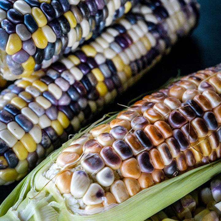 A close-up of Astronomy Domine Corn kernels on the cob on a black background.