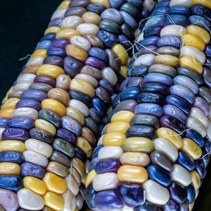 A close-up view of a couple of Astronomy Domine Corn cobs on dark background.