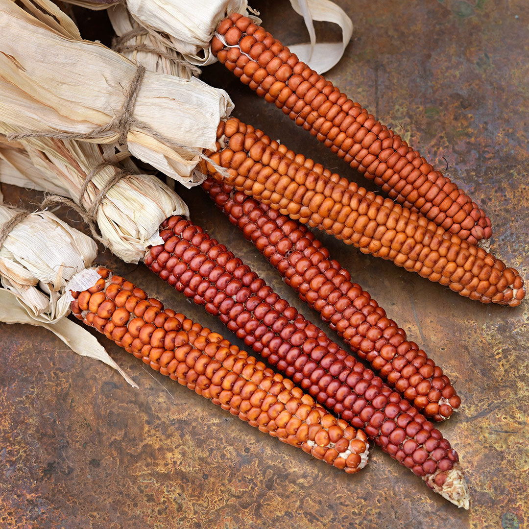 Five Atomic Orange Corn cobs arranged on patina copper background.