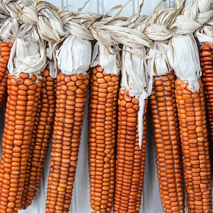 Dried Atomic Orange Corn cobs braided together and hanging in the restaurant.