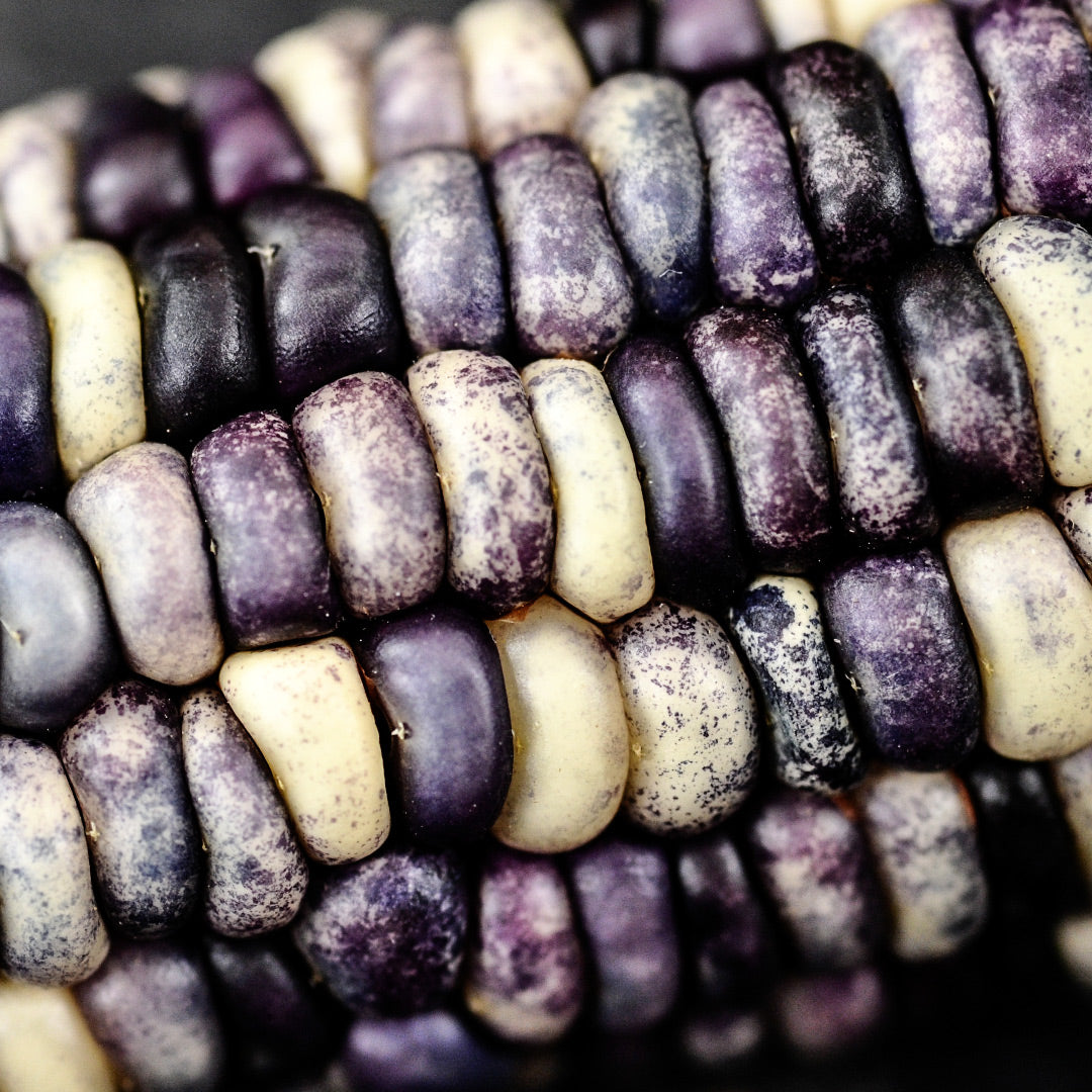 A macro view of the kernels on one Big Horse Spotted Corn cob.