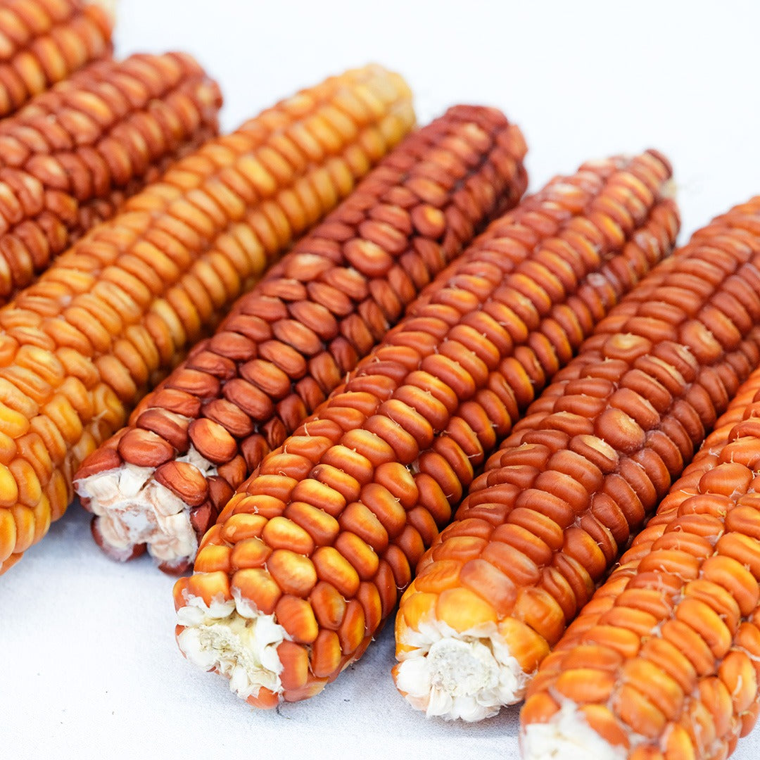 A row of Bronze Orange Corn cobs on a white background.