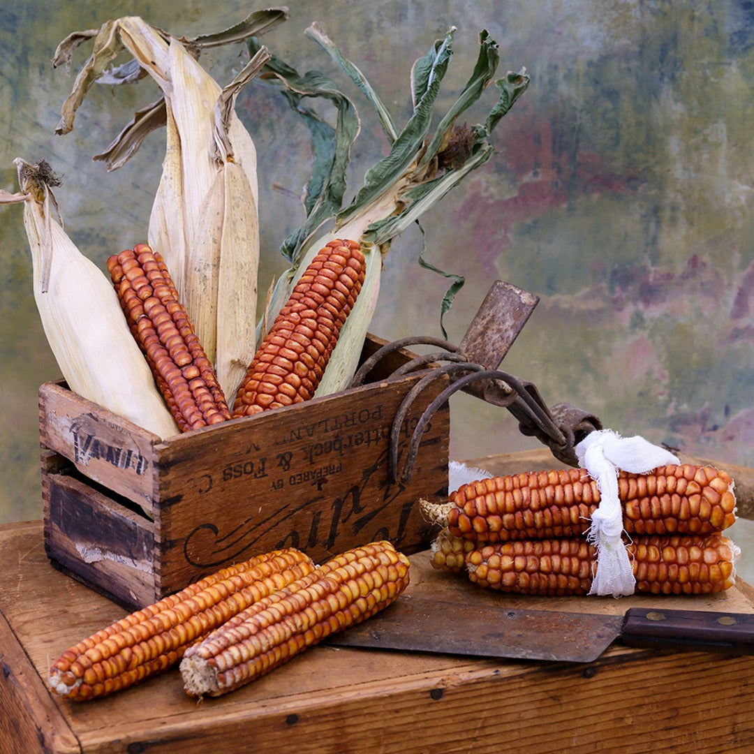Bronze Orange Corn cobs arranged in a wooden box and on a wooden crate.