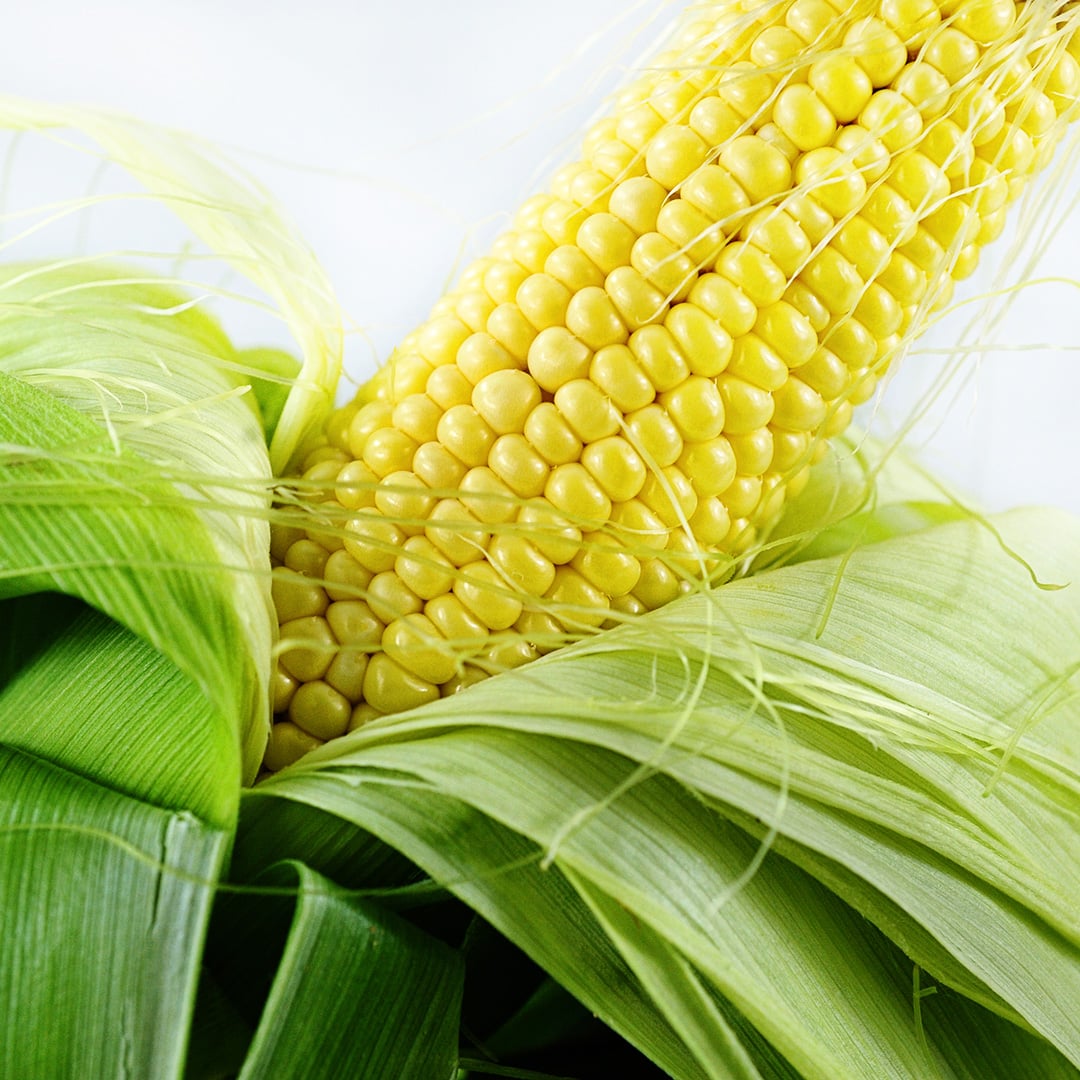 A Buhl Sweet Corn cob with husks close-up against a white background.