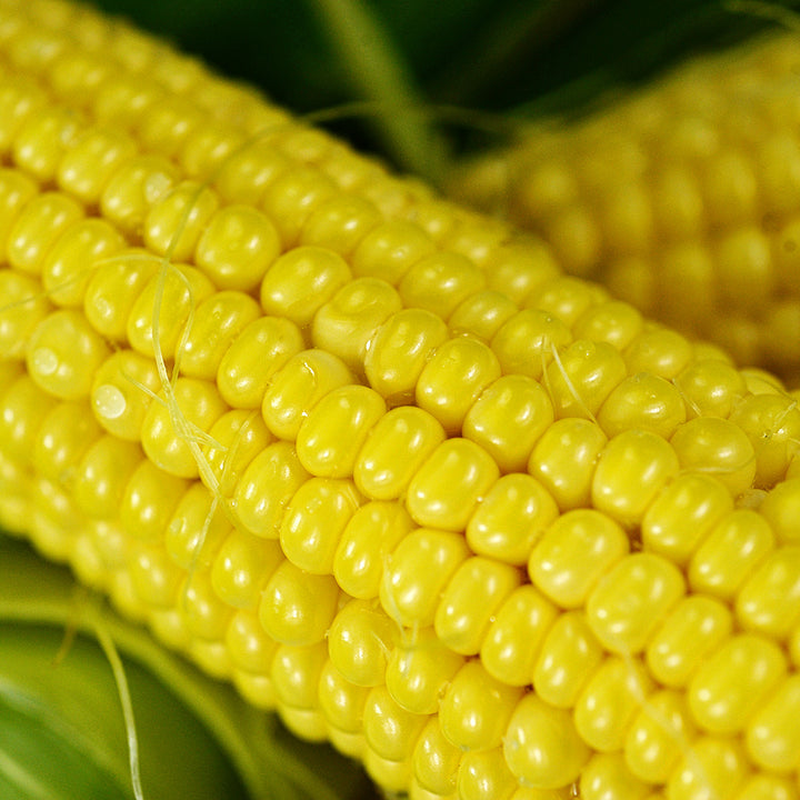 A close-up of the kernels on a Buhl Sweet Corn cob.