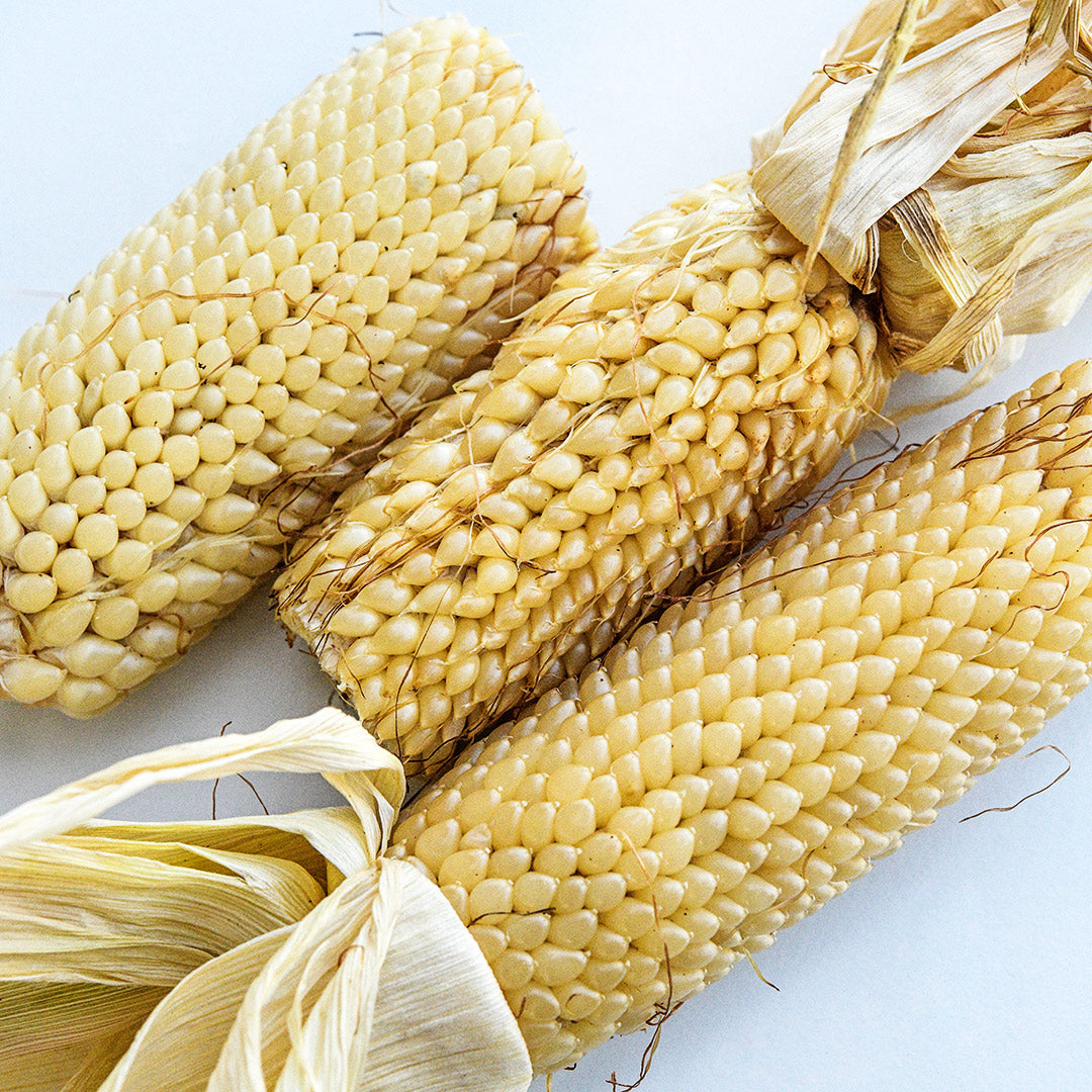 A trio of Burro Mountain Popcorn cobs on white background.