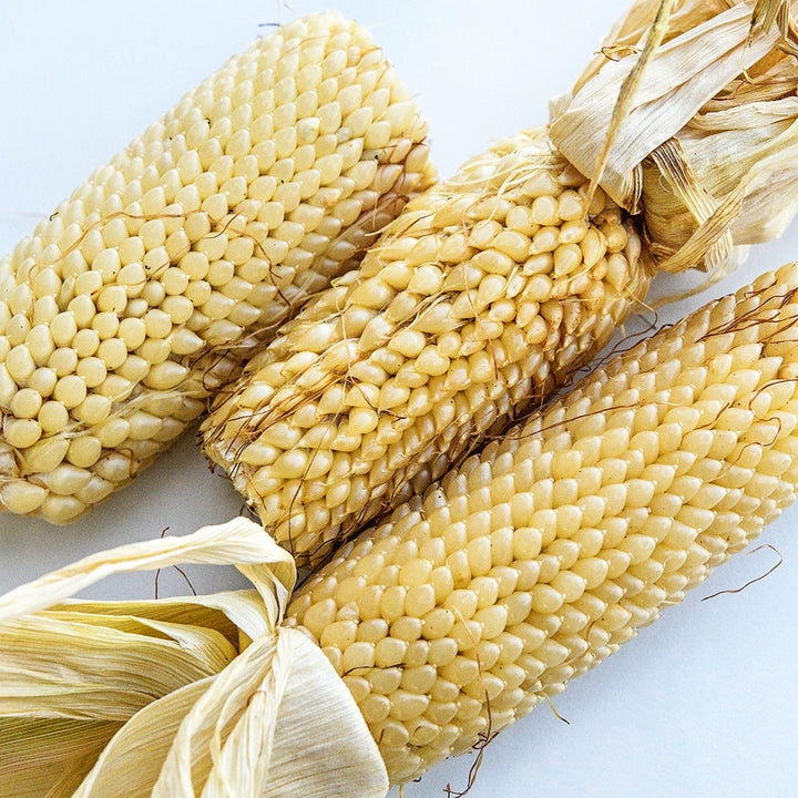 A trio of Burro Mountain Popcorn cobs on white background.