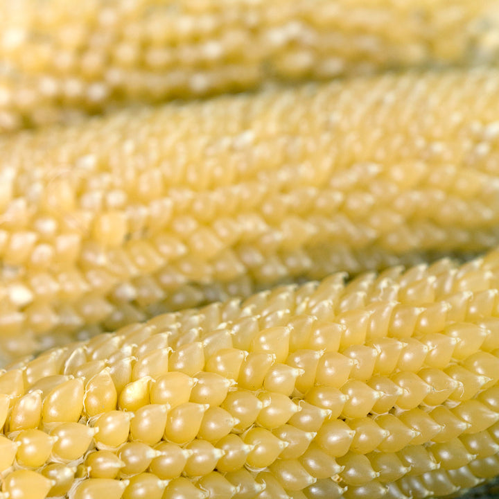A close-up of Burro Mountain Popcorn with a narrow depth of field.